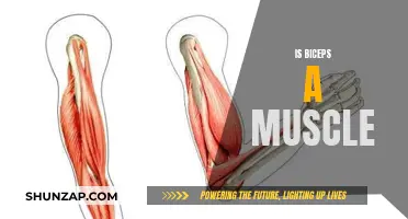 Biceps Muscle: Fact or Fiction?