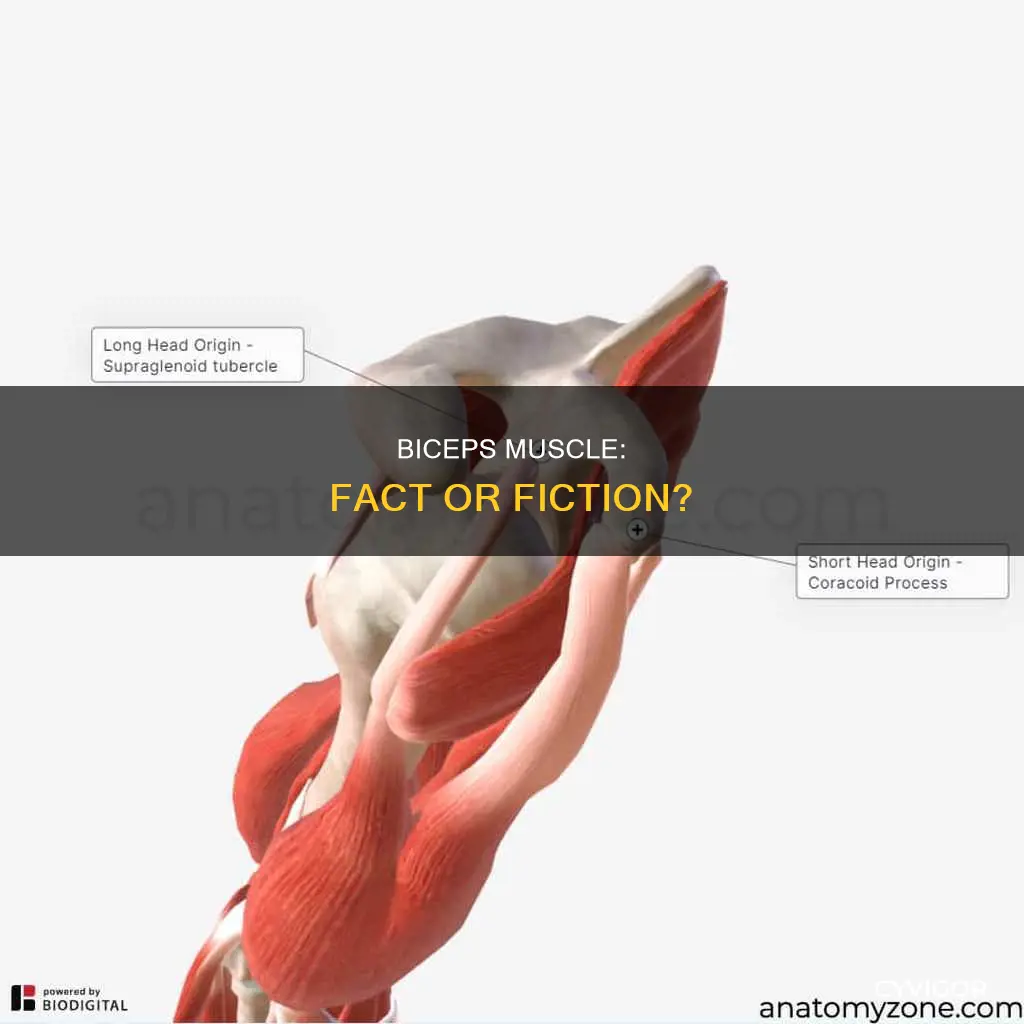 is biceps a muscle