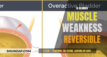 Reversing Bladder Muscle Weakness: Is It Possible?