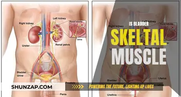 Bladder and Skeletal Muscle: What's the Connection?