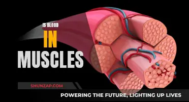 What Muscles Are Made Of: Blood and Tissue