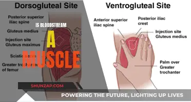 Bloodstream and Muscle: What's the Connection?