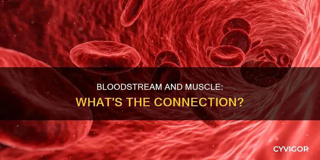 is bloodstream a muscle