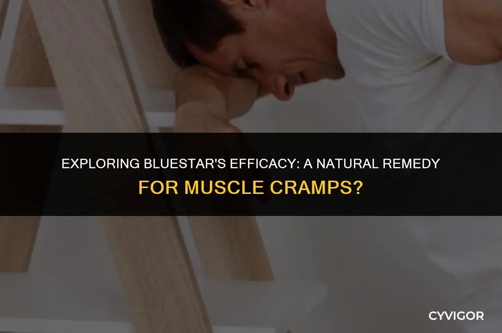 is bluestar for muscle cramp