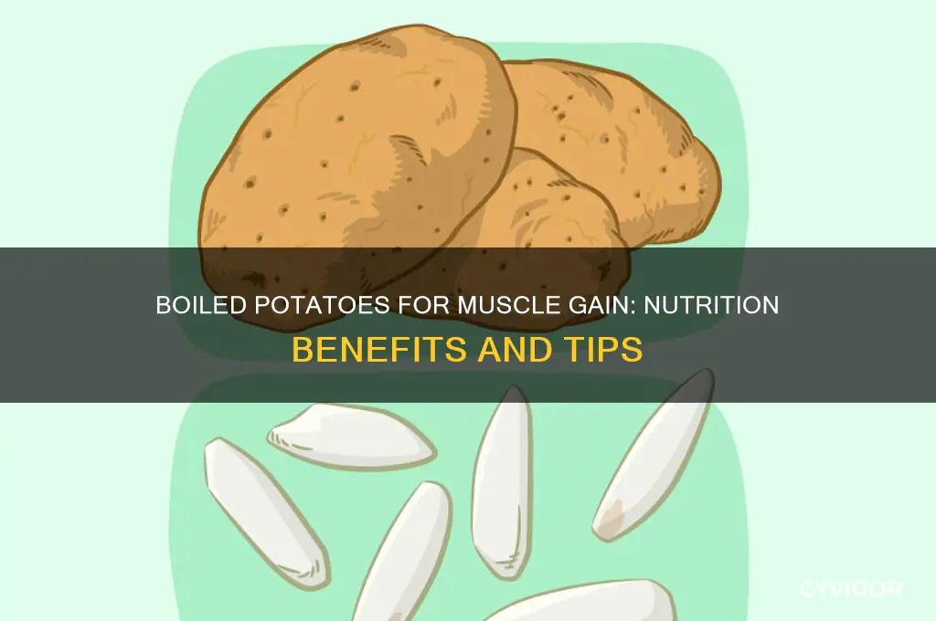 is boiled potato good for muscle gain