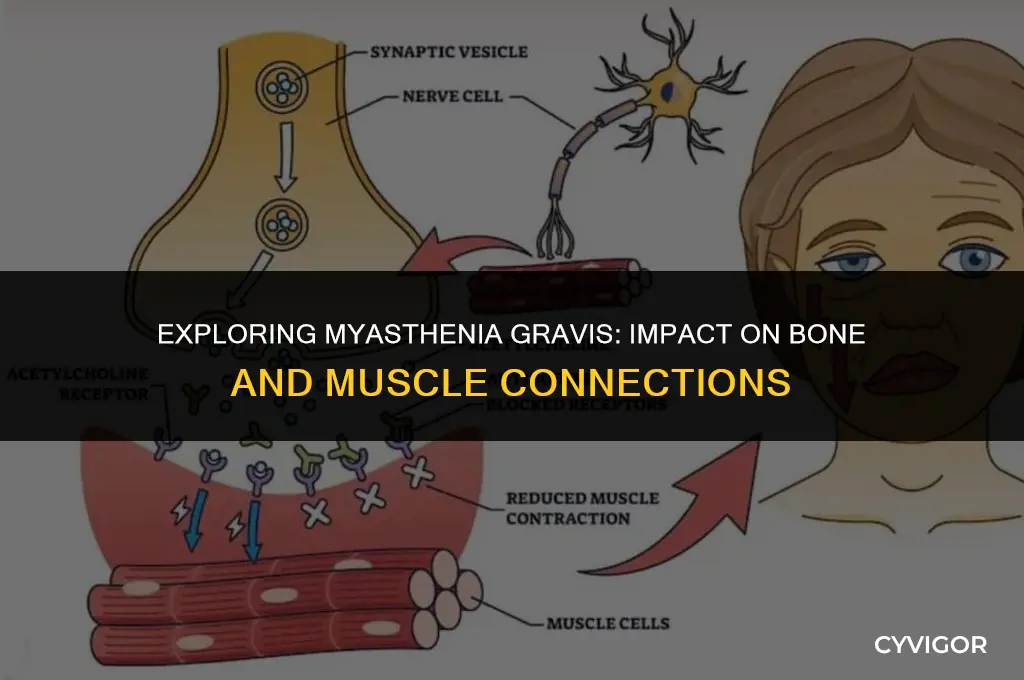 is bone and muscles connections affected by myasthenia gravis