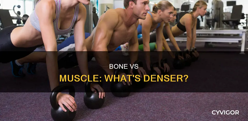 is bone denser than muscle