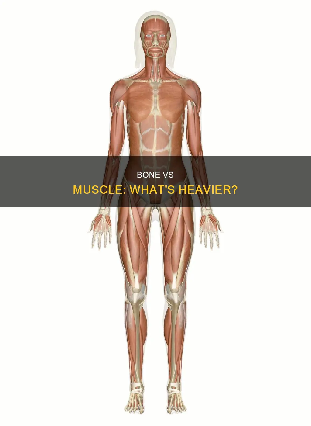 is bone heavier than muscle