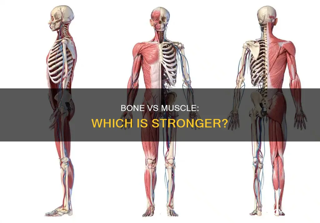 is bone stronger than muscle