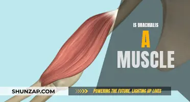 Brachialis Muscle: What You Need to Know