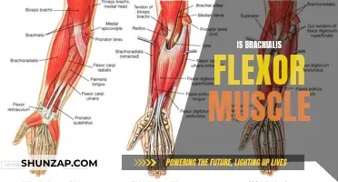 Brachialis Muscle: A Powerful Elbow Flexor