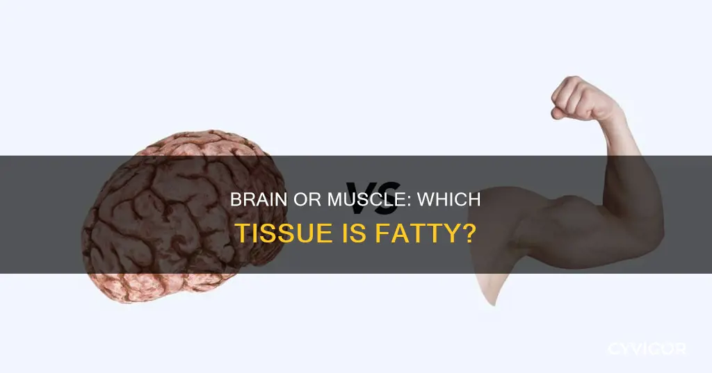 is brain fatty or muscle