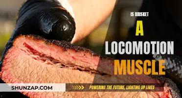 Locomotion Muscle: Is Brisket Part of the Movement?