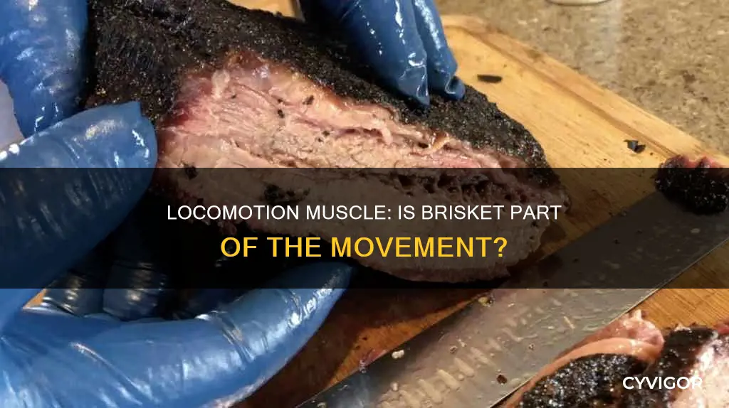 is brisket a locomotion muscle