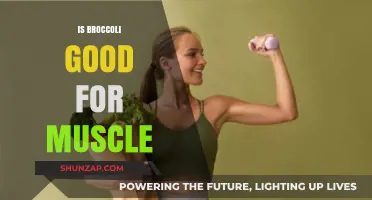 Broccoli's Muscle-Building Benefits: Nutrition Facts and Fitness Impact