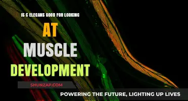 C. elegans: An Ideal Model for Studying Muscle Development Insights