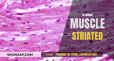 Striated Cardiac Muscle: What Does it Mean?