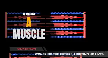 Calcium's Role in Muscle Function and Performance