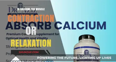 Calcium's Role: Muscle Contraction or Relaxation? Unraveling the Mystery