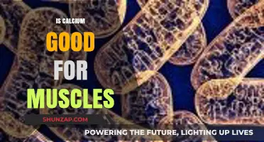 Calcium's Role in Muscle Function: Benefits and Importance Explained