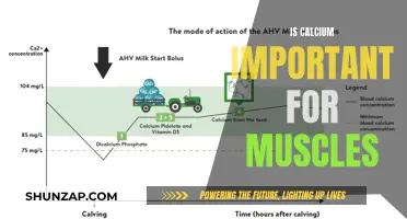 Calcium's Role in Muscle Health and Function