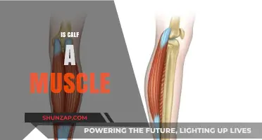 Unveiling the Truth: Is Calf a Muscle or Not?