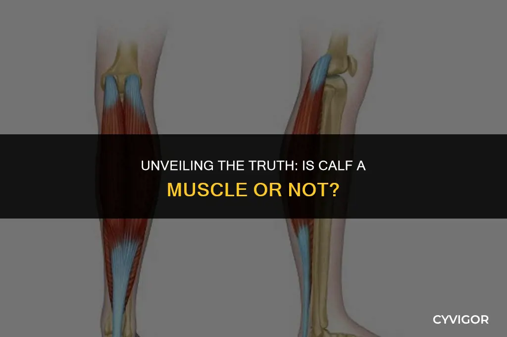 is calf a muscle