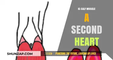 The Calf Muscle: Unveiling Its Surprising Cardiac Connection