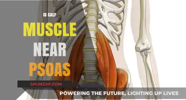 Understanding the Relationship Between Calf Muscles and Psoas