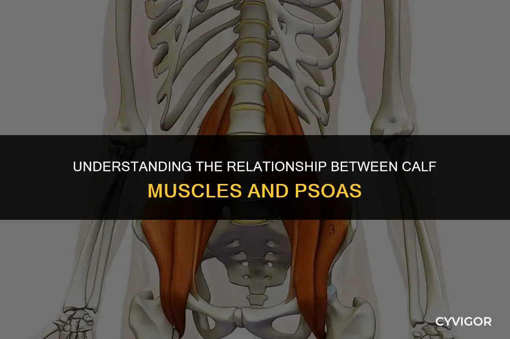 is calf muscle near psoas
