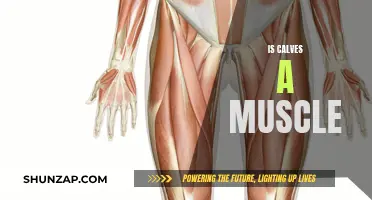 What Are Calves? Are They Muscles or Something Else?