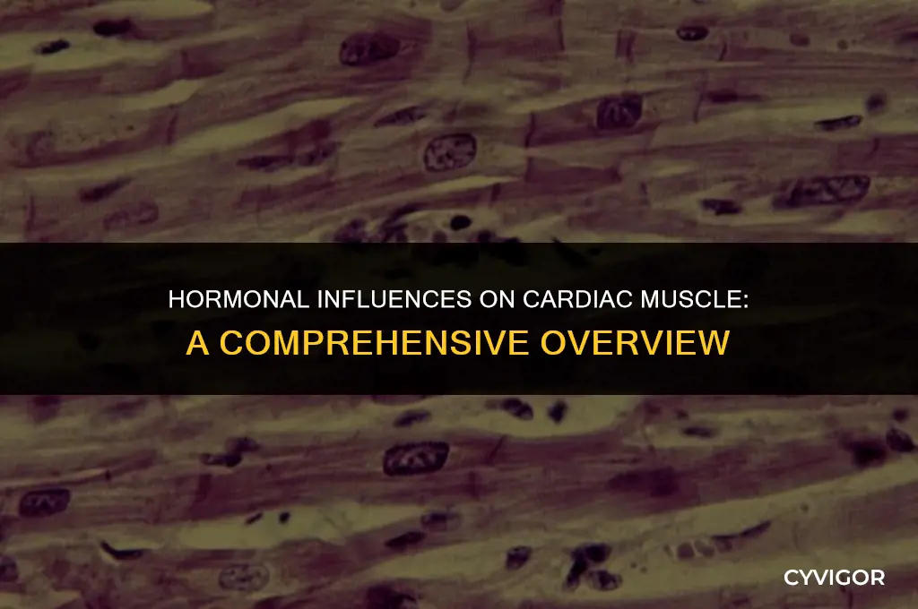 is cardiac muscle affected by any hormones