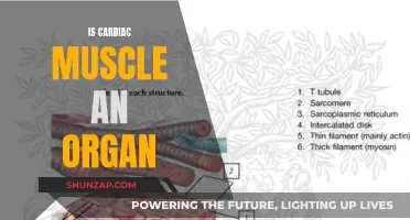 What About Cardiac Muscle? An Organ or Not?