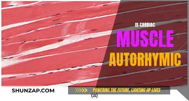 The Cardiac Muscle: Auto-rhythmic or Not?