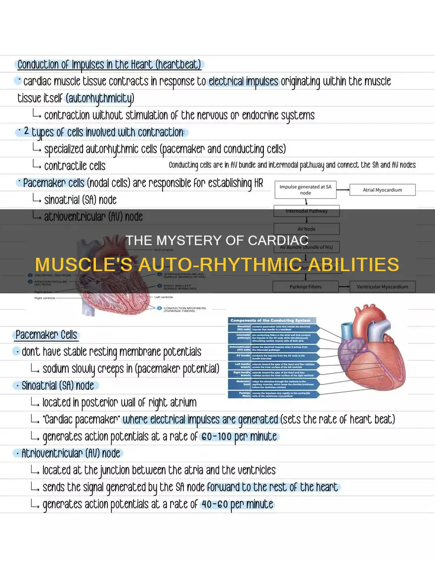 is cardiac muscle autorhythmic