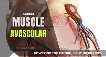 Cardiac Muscle and its Blood Supply: A Mystery?