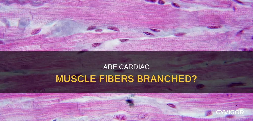 is cardiac muscle branched