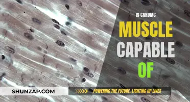 The Cardiac Muscle: Capable of Self-Healing?