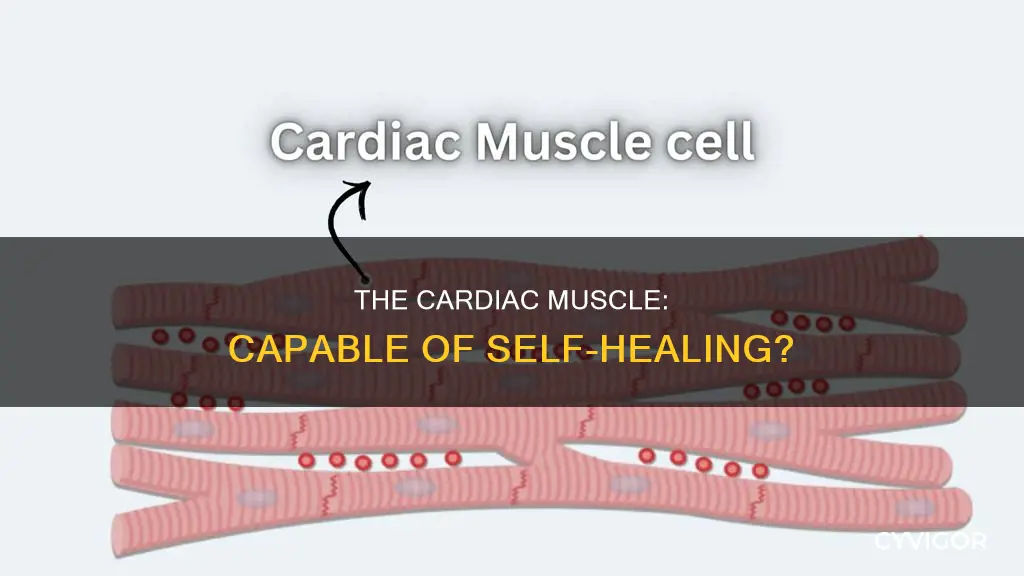 is cardiac muscle capable of