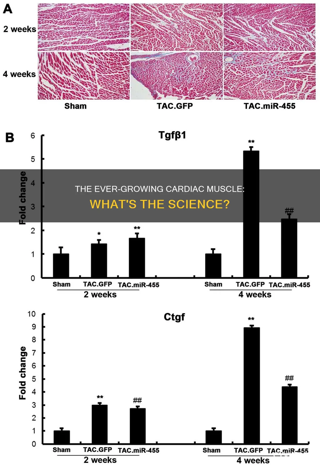 is cardiac muscle continuously gorwing