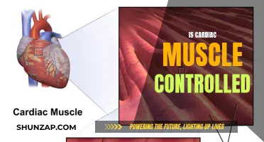 How Cardiac Muscle Contractions Are Controlled