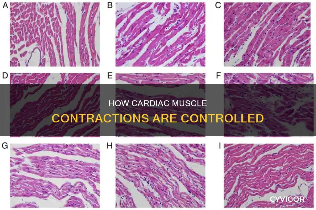 is cardiac muscle controlled