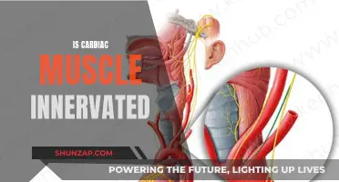 Cardiac Muscle Innervation: What You Need To Know