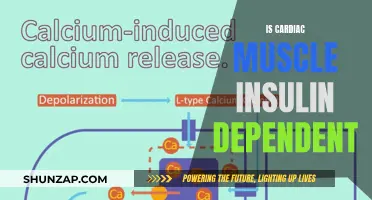 Insulin's Role in Cardiac Muscle Function: Is it Necessary?
