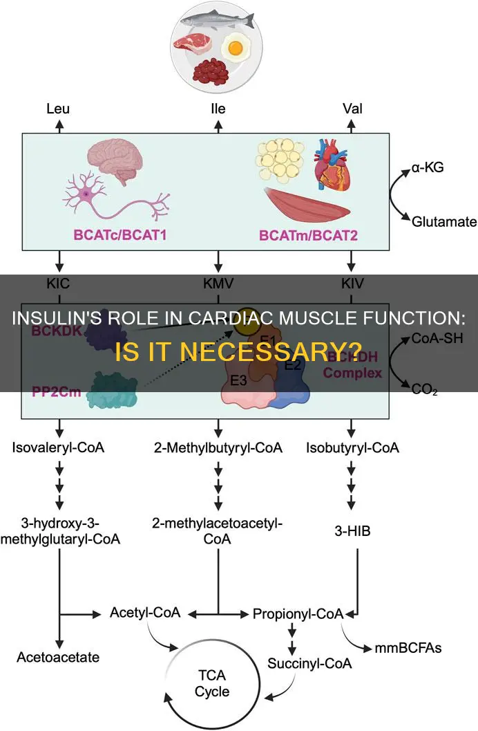 is cardiac muscle insulin dependent