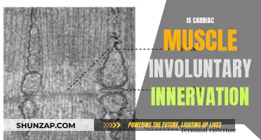 Cardiac Muscle: Unconscious Contractions, Innervated by Nature