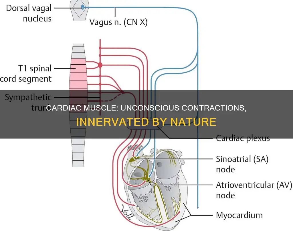 is cardiac muscle involuntary innervation