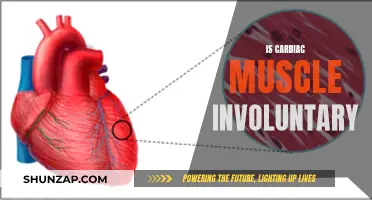 Cardiac Muscle: Unconscious Control of the Heart