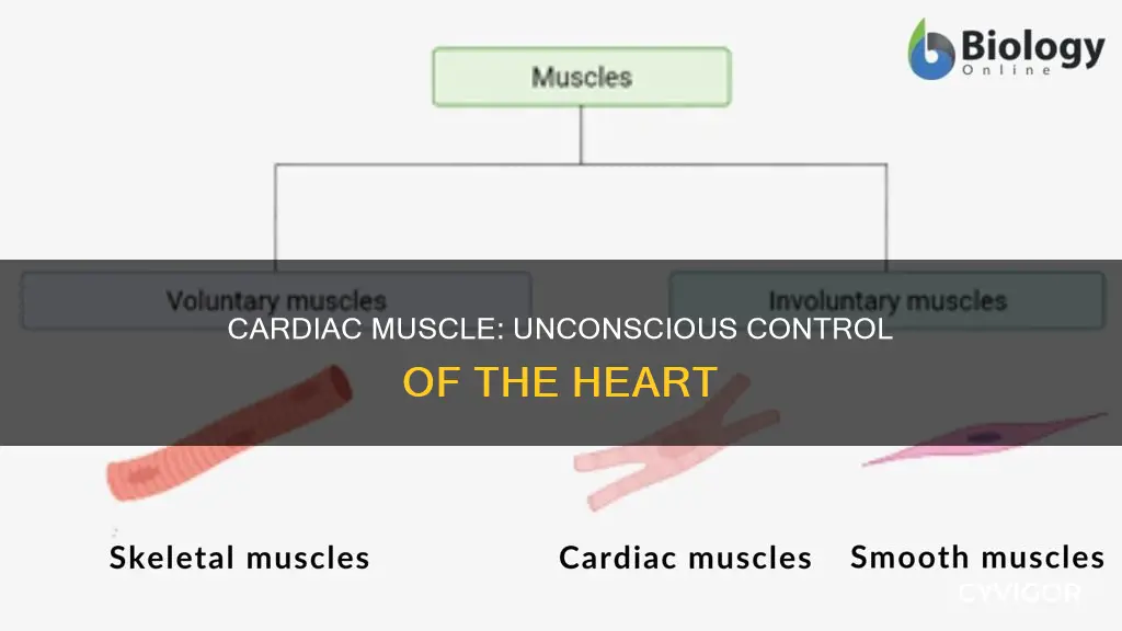 is cardiac muscle involuntary