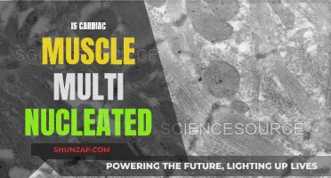 The Intriguing Nature of Cardiac Muscle Cells
